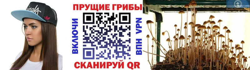 Купить где  Кочубеевское  Псилоцибиновые грибы Psilocybe 